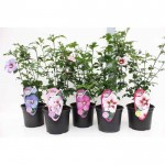 Ιβίσκος ο Συριακός Θάμνος (Hibiscus syriacus) | Αειθαλής Ανθοφόροι Θάμνοι για Γλάστρα & Κήπο Ιβίσκος ο Συριακός Θάμνος (Hibiscus syriacus) | kipogeorgiki.live