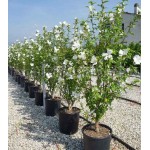 Ιβίσκος ο Συριακός Θάμνος (Hibiscus syriacus) | Αειθαλής Ανθοφόροι Θάμνοι για Γλάστρα & Κήπο Ιβίσκος ο Συριακός Θάμνος (Hibiscus syriacus) | kipogeorgiki.live