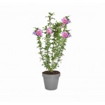 Ιβίσκος ο Συριακός Θάμνος (Hibiscus syriacus) | Αειθαλής Ανθοφόροι Θάμνοι για Γλάστρα & Κήπο Ιβίσκος ο Συριακός Θάμνος (Hibiscus syriacus) | kipogeorgiki.live