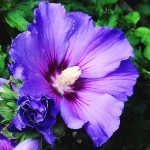 Ιβίσκος ο Συριακός Θάμνος (Hibiscus syriacus) | Αειθαλής Ανθοφόροι Θάμνοι για Γλάστρα & Κήπο Ιβίσκος ο Συριακός Θάμνος (Hibiscus syriacus) | kipogeorgiki.live
