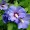 Hibiscus syriacus 'Marina'