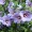 Hibiscus syriacus 'Oiseau Bleu'