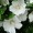 Hibiscus syriacus 'William R. Smith'