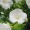 Hibiscus syriacus 'Totus Albus'