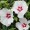 Hibiscus syriacus 'Shintaeyang'
