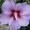 Hibiscus syriacus 'Pink Flirt'