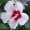 Hibiscus syriacus 'Monstrosus'