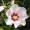Hibiscus syriacus 'Mathilda'