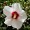 Hibiscus syriacus 'Red Heart'
