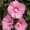 Hibiscus syriacus 'Pink Giant'