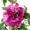 Hibiscus syriacus 'Duc de Brabant'