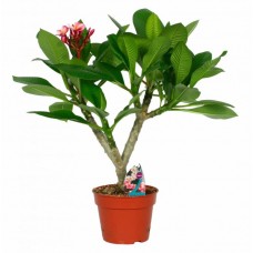 Frangipani Small Tree (Plumeria rubra) | kipogeorgiki.live