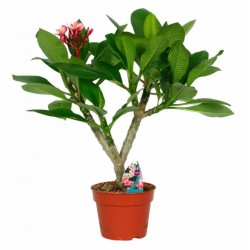 Ινδικό Φούλι Δενδρύλλιο (Plumeria rubra) | kipogeorgiki.live