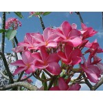 Frangipani Small Tree (Plumeria rubra) | kipogeorgiki.live