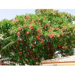 Frangipani Small Tree (Plumeria rubra) | kipogeorgiki.live