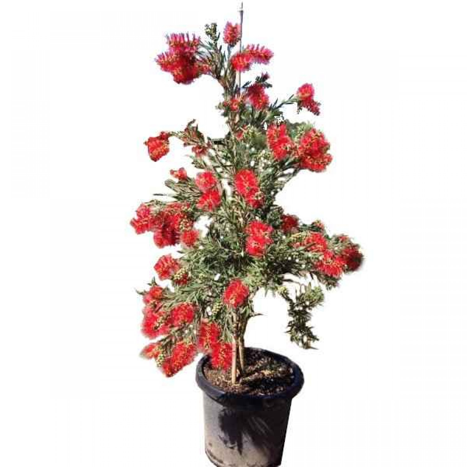 Bottlebrushe Shrub (Callistemon citrinus or syn. Callistemon laevis) Bottlebrushe Shrub (Callistemon citrinus or syn. Callistemon laevis) |kipogeorgiki.live