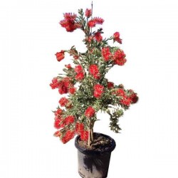 Καλλιστήμονας Θάμνος (Callistemon citrinus ή συν. Callistemon laevis) |kipogeorgiki.live