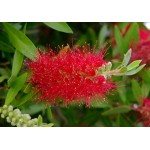 Bottlebrushe Shrub (Callistemon citrinus or syn. Callistemon laevis) Bottlebrushe Shrub (Callistemon citrinus or syn. Callistemon laevis) |kipogeorgiki.live