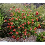 Bottlebrushe Shrub (Callistemon citrinus or syn. Callistemon laevis) Bottlebrushe Shrub (Callistemon citrinus or syn. Callistemon laevis) |kipogeorgiki.live