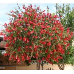 Bottlebrushe Shrub (Callistemon citrinus or syn. Callistemon laevis) Bottlebrushe Shrub (Callistemon citrinus or syn. Callistemon laevis) |kipogeorgiki.live