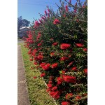 Bottlebrushe Shrub (Callistemon citrinus or syn. Callistemon laevis) Bottlebrushe Shrub (Callistemon citrinus or syn. Callistemon laevis) |kipogeorgiki.live
