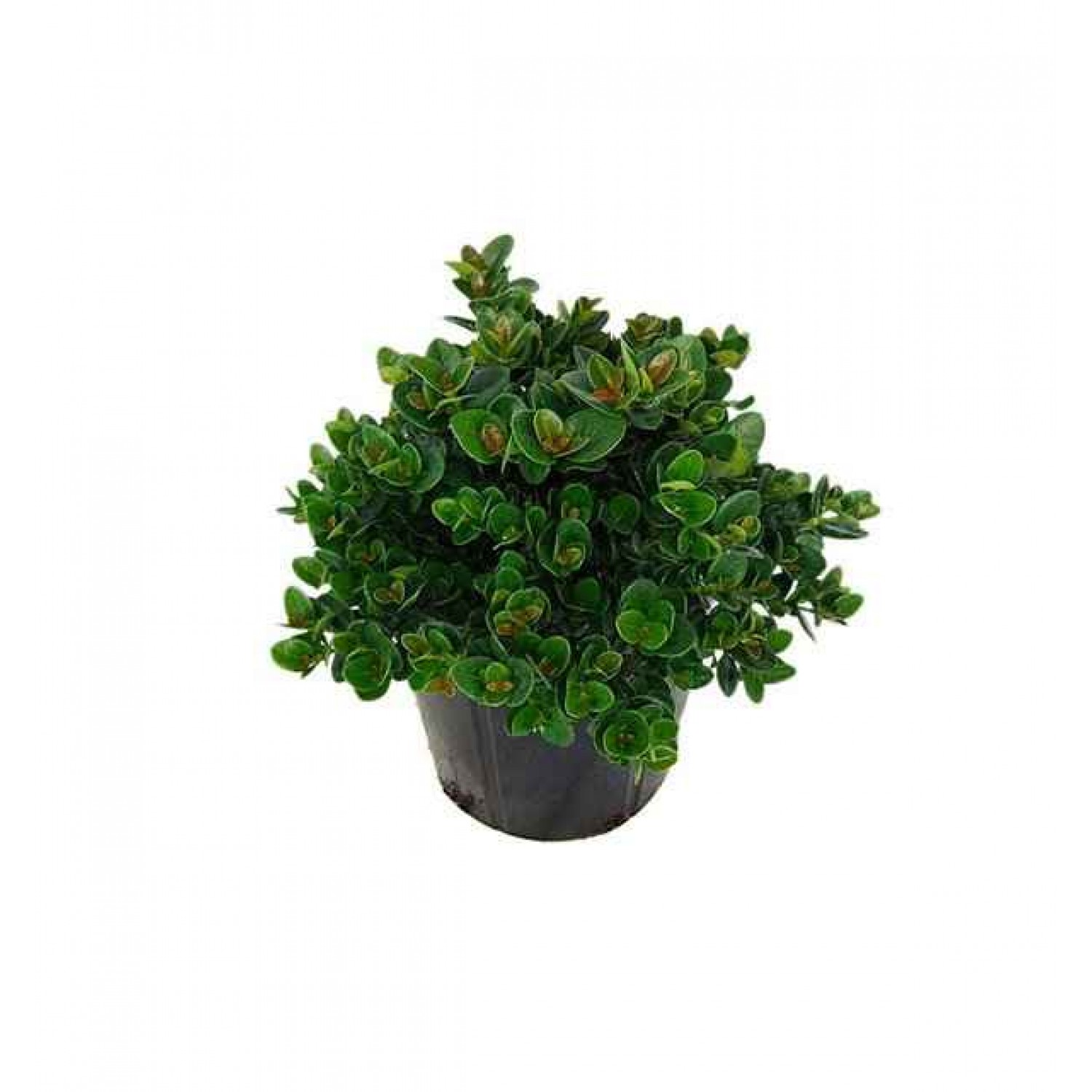 Καρίσσα (Carissa macrocarpa) Θάμνος Καρίσσα (Carissa macrocarpa) Θάμνος