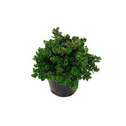 Καρίσσα (Carissa macrocarpa) Θάμνος