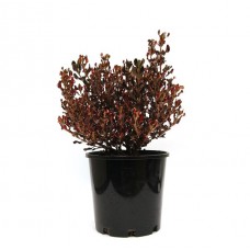 Κόπροσμα ‘Evening Glow’ Θάμνος-Coprosma repens Evening Glow