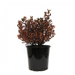 Κόπροσμα ‘Evening Glow’ Θάμνος-Coprosma repens Evening Glow