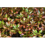 ‘Evening Glow’ Mirror Bush-Coprosma repens ‘Evening Glow’