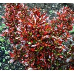 ‘Evening Glow’ Mirror Bush-Coprosma repens ‘Evening Glow’