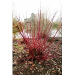 Κόρνος Λευκός ‘Σιμπήρικα’ Θάμνος (Cornus alba ‘Sibirica’) | kipogeorgiki.live