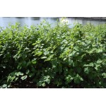 Κόρνος Λευκός ‘Σιμπήρικα’ Θάμνος (Cornus alba ‘Sibirica’) | kipogeorgiki.live