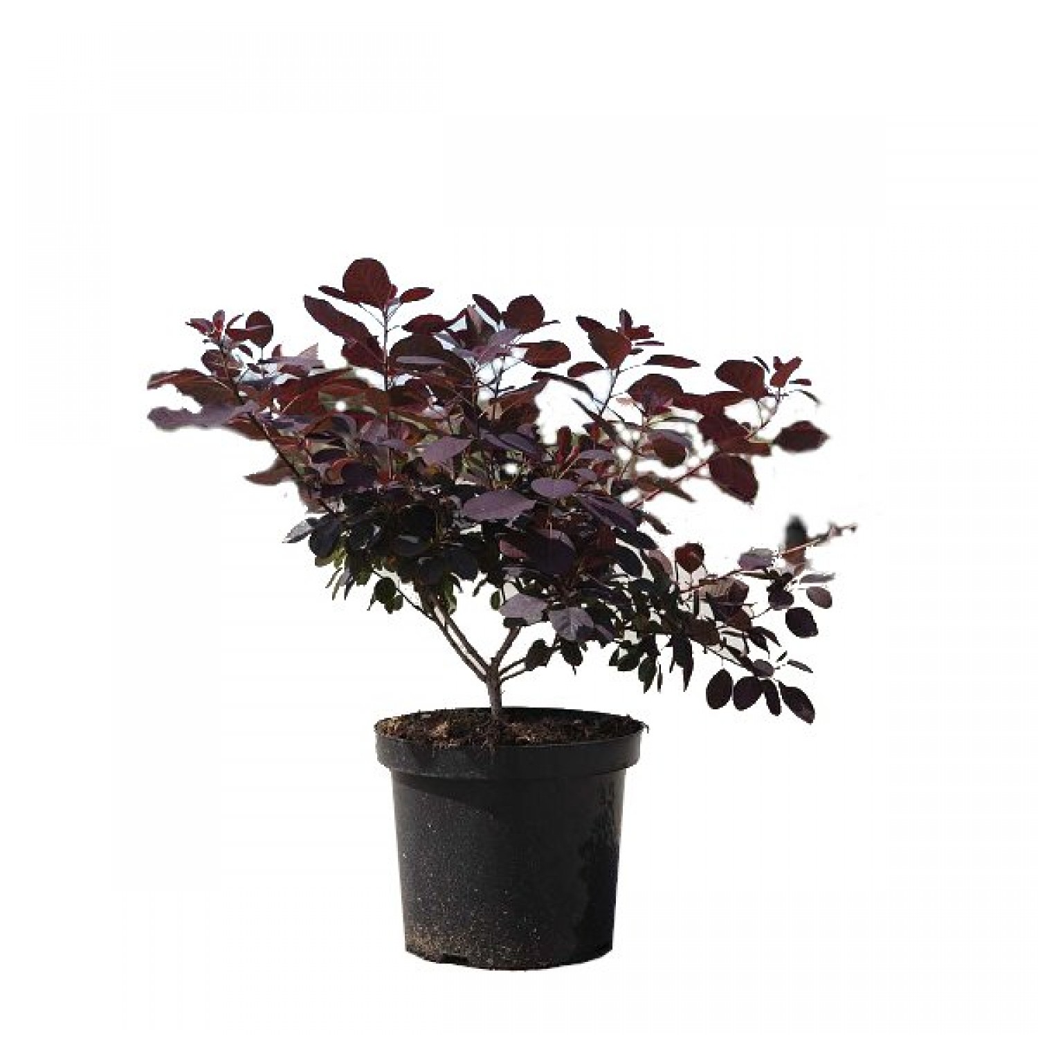 European Smoketree Bush 'Red Purple' (Cotinus coggygria 'Red Purple') | Plants and Shrubs for Hedges and Flowering European Smoketree Bush 'Red Purple' (Cotinus coggygria 'Red Purple') | kipogeorgiki.live