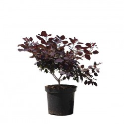 Κότινος 'Red Purple' Θάμνος (Cotinus coggygria 'Red Purple') | kipogeorgiki.live