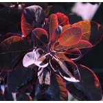 European Smoketree Bush 'Red Purple' (Cotinus coggygria 'Red Purple') | Plants and Shrubs for Hedges and Flowering European Smoketree Bush 'Red Purple' (Cotinus coggygria 'Red Purple') | kipogeorgiki.live