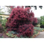 European Smoketree Bush 'Red Purple' (Cotinus coggygria 'Red Purple') | Plants and Shrubs for Hedges and Flowering European Smoketree Bush 'Red Purple' (Cotinus coggygria 'Red Purple') | kipogeorgiki.live