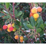 Κουμαριά Θάμνος (Arbutus unedo) | Αειθαλής θάμνος για γλάστρα & κήπο, Ανθοφόροι-Καρποφόροι Θάμνοι Κουμαριά Θάμνος (Arbutus unedo) | kipogeorgiki.live