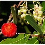 Κουμαριά Θάμνος (Arbutus unedo) | Αειθαλής θάμνος για γλάστρα & κήπο, Ανθοφόροι-Καρποφόροι Θάμνοι Κουμαριά Θάμνος (Arbutus unedo) | kipogeorgiki.live