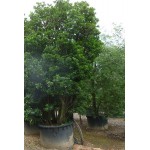 Κουμαριά Θάμνος (Arbutus unedo) | Αειθαλής θάμνος για γλάστρα & κήπο, Ανθοφόροι-Καρποφόροι Θάμνοι Κουμαριά Θάμνος (Arbutus unedo) | kipogeorgiki.live