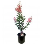 Λαγκεστρέμια η Ινδική Θάμνος (Lagerstroemia indica) | Καλοκαιρινά Λουλούδια για Γλάστρα & Κήπο, Φυλλοβόλοι Θάμνοι Λαγκεστρέμια η Ινδική Θάμνος (Lagerstroemia indica) | kipogeorgiki.live