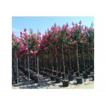 Λαγκεστρέμια η Ινδική Δέντρο (Lagerstroemia indica) | kipogeorgiki.live