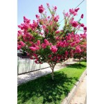 Λαγκεστρέμια η Ινδική Δέντρο (Lagerstroemia indica) | kipogeorgiki.live