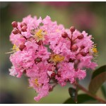 Λαγκεστρέμια η Ινδική Δέντρο (Lagerstroemia indica) | kipogeorgiki.live