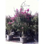 Λαγκεστρέμια η Ινδική Θάμνος (Lagerstroemia indica) | Καλοκαιρινά Λουλούδια για Γλάστρα & Κήπο, Φυλλοβόλοι Θάμνοι Λαγκεστρέμια η Ινδική Θάμνος (Lagerstroemia indica) | kipogeorgiki.live