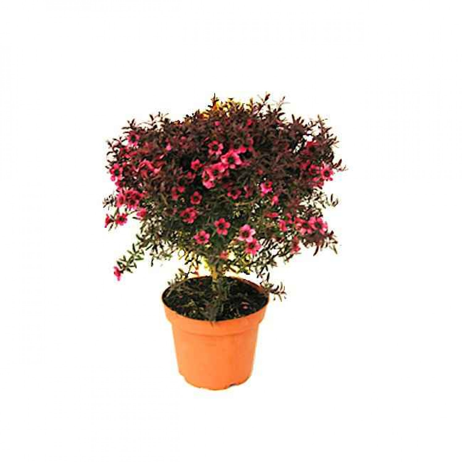 Λεπτόσπερμα Θάμνος (Leptospermum scoparium) | Καλοκαιρινά Λουλούδια για Γλάστρα & Κήπο, Φυλλοβόλοι Θάμνοι Λεπτόσπερμα Θάμνος (Leptospermum scoparium) | kipogeorgiki.live