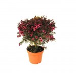Λεπτόσπερμα Θάμνος (Leptospermum scoparium) | Καλοκαιρινά Λουλούδια για Γλάστρα & Κήπο, Φυλλοβόλοι Θάμνοι Λεπτόσπερμα Θάμνος (Leptospermum scoparium) | kipogeorgiki.live