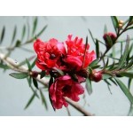 Λεπτόσπερμα Θάμνος (Leptospermum scoparium) | Καλοκαιρινά Λουλούδια για Γλάστρα & Κήπο, Φυλλοβόλοι Θάμνοι Λεπτόσπερμα Θάμνος (Leptospermum scoparium) | kipogeorgiki.live
