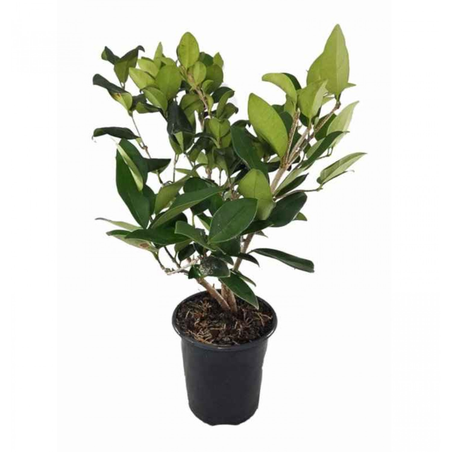 Λιγούστρα Θάμνος (Ligustrum Japonicum)