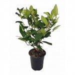 Λιγούστρα Θάμνος (Ligustrum Japonicum)